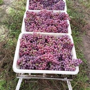 Meet your Posher, Roberto